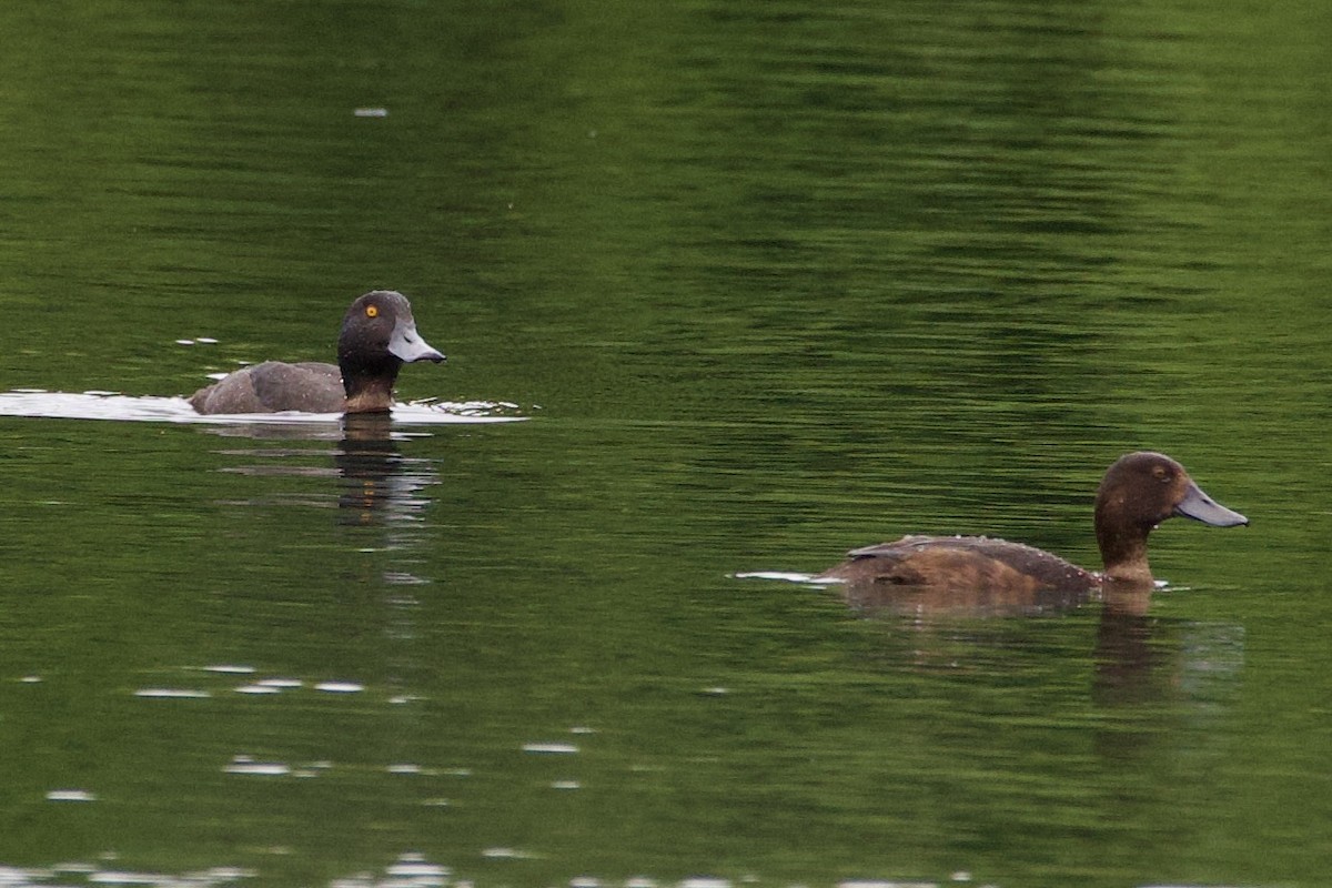 Yeni Zelanda Patkası - ML645814741