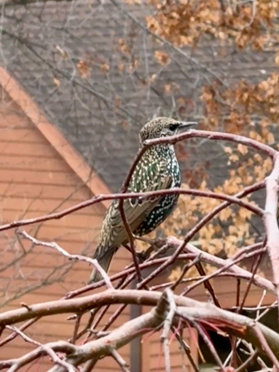 European Starling - ML645814748