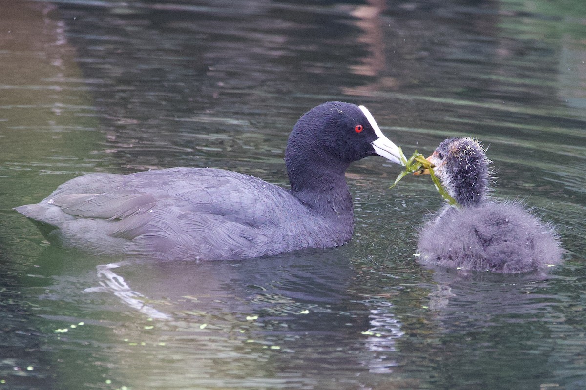 Eurasian Coot - ML645814753