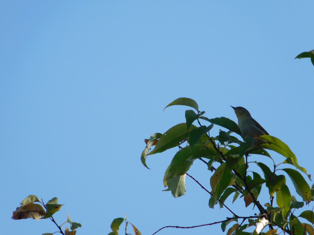 Bay-breasted Warbler - ML645814756