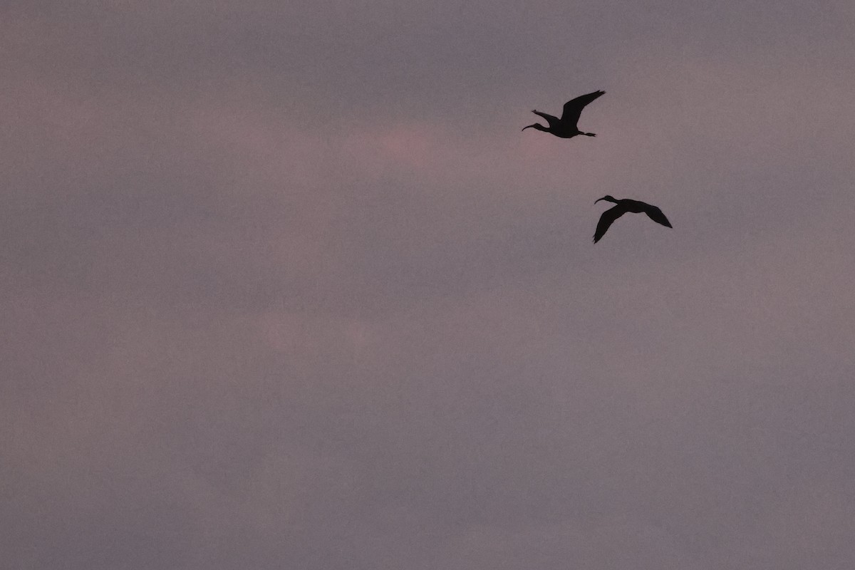 Çeltikçi - ML645814759