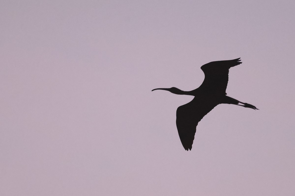 Çeltikçi - ML645814760