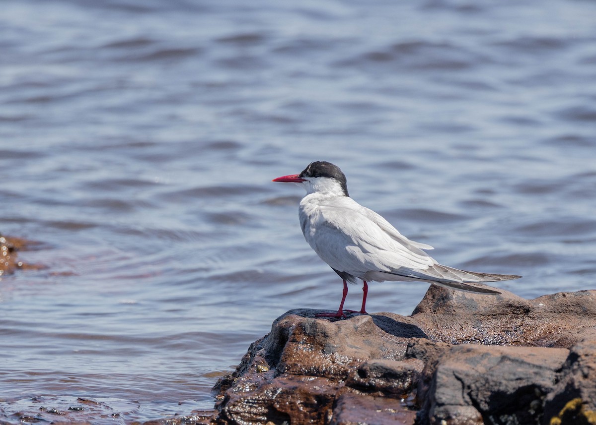 クロハラアジサシ - ML645814762