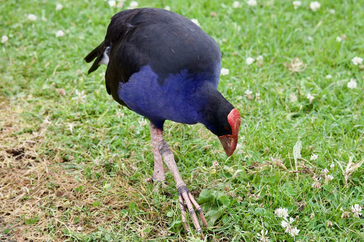 Australasian Swamphen - ML645814773
