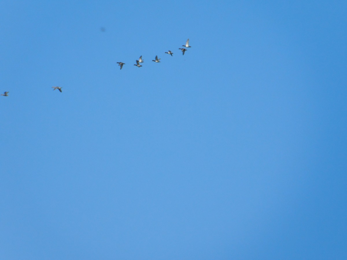 Greater Scaup - ML645814774