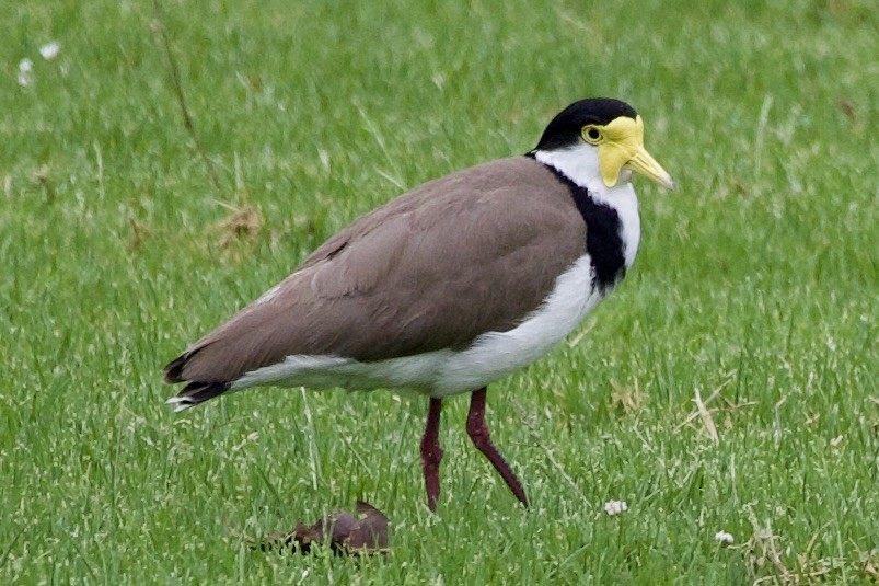 Hegabera maskaraduna - ML645814778