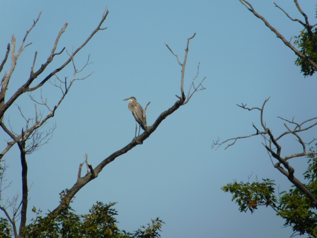 Great Blue Heron - ML645814779