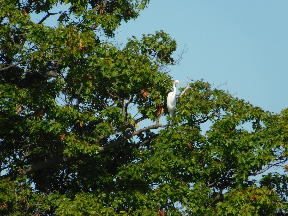 Koartza zuria - ML645814781