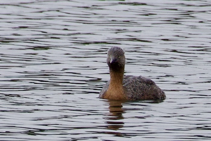 New Zealand Grebe - ML645814784