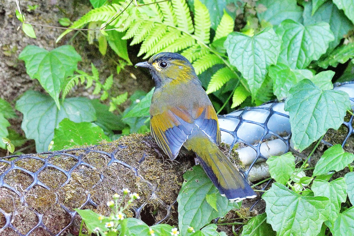 Taiwan Liocichla - ML645814790