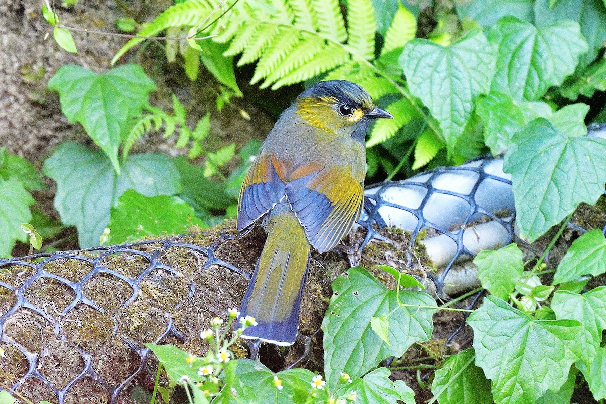 Taiwan Liocichla - ML645814791