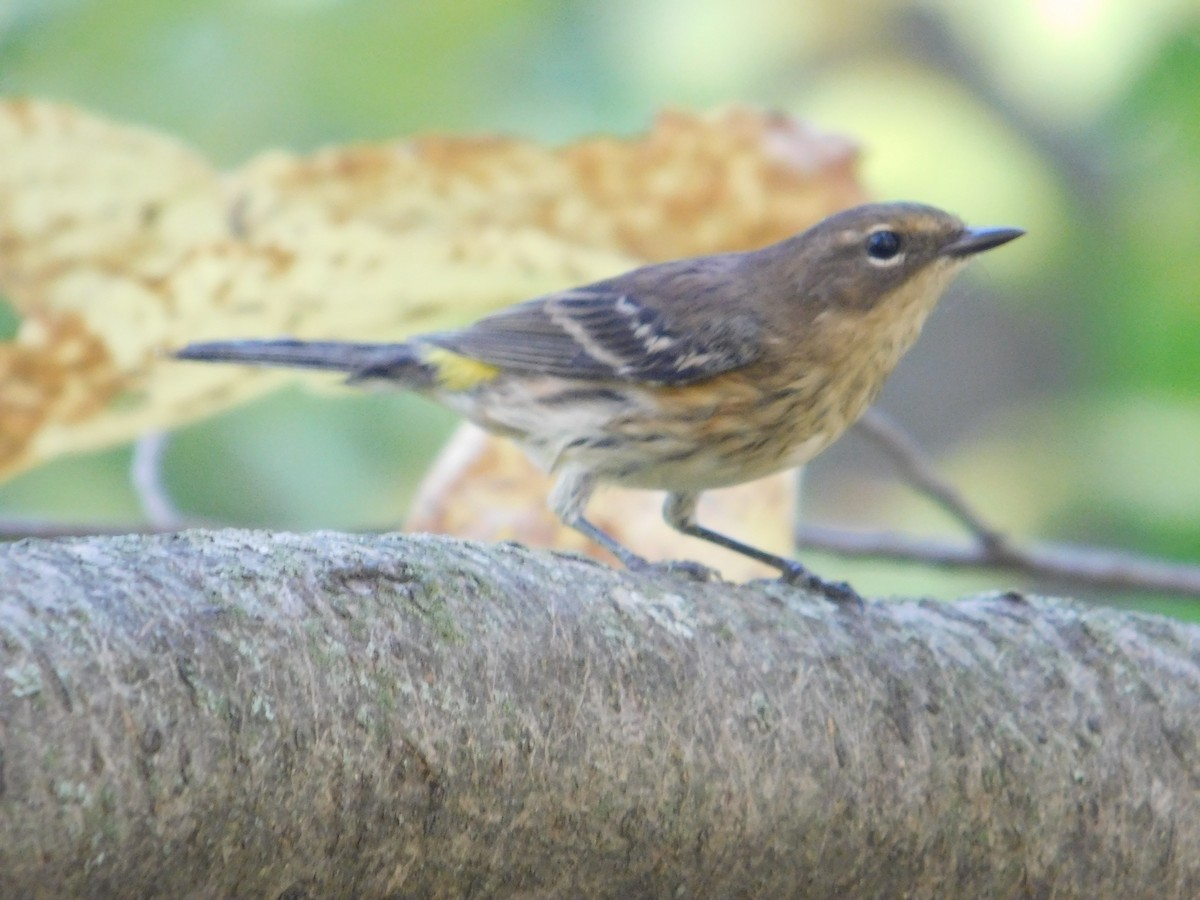 Yellow-rumped Warbler - ML645814794