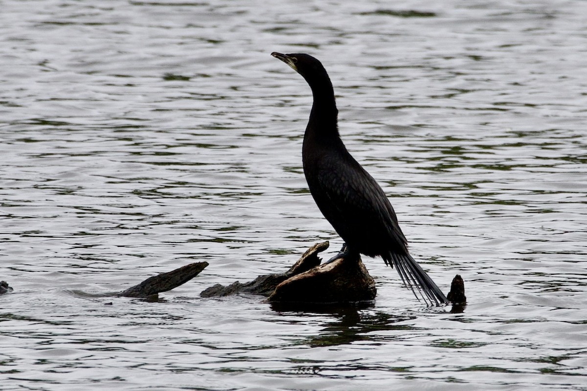 Little Black Cormorant - ML645814796