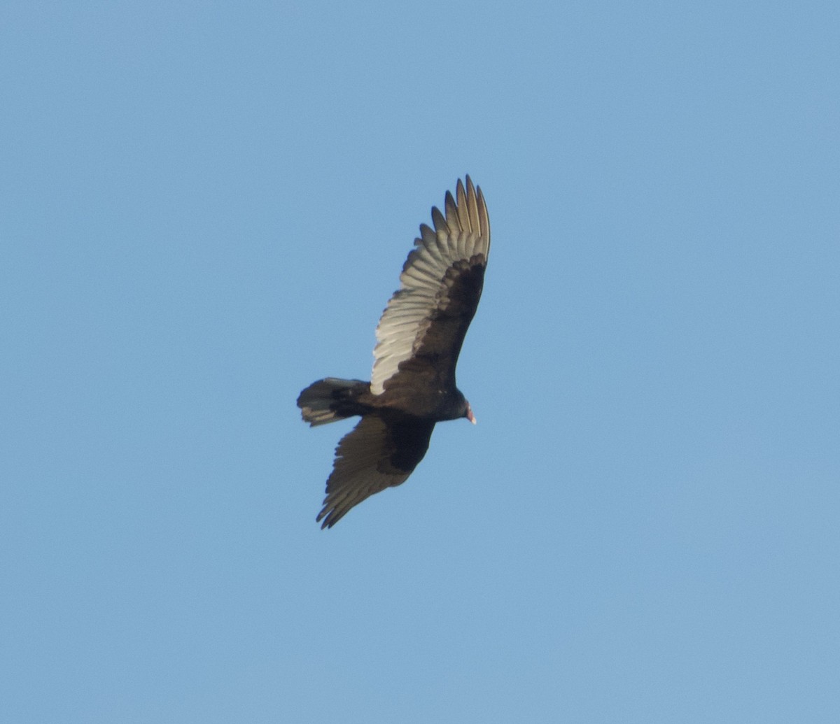 Turkey Vulture - ML645814798