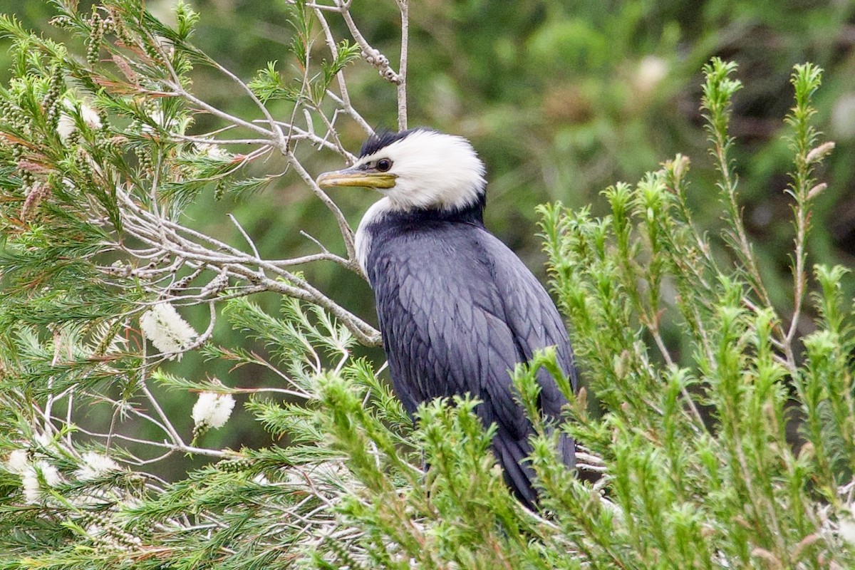 Little Pied Cormorant - ML645814806