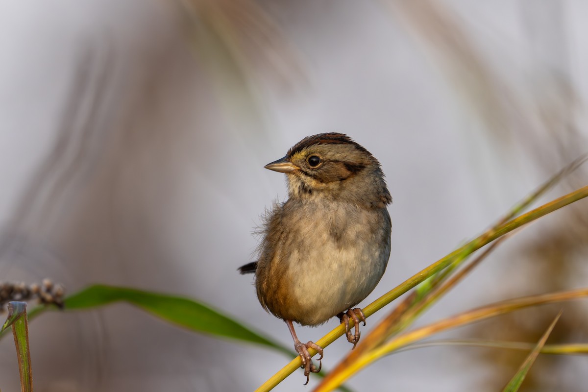 Bruant des marais - ML645814807