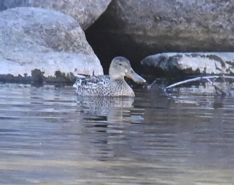 Northern Shoveler - ML645814816
