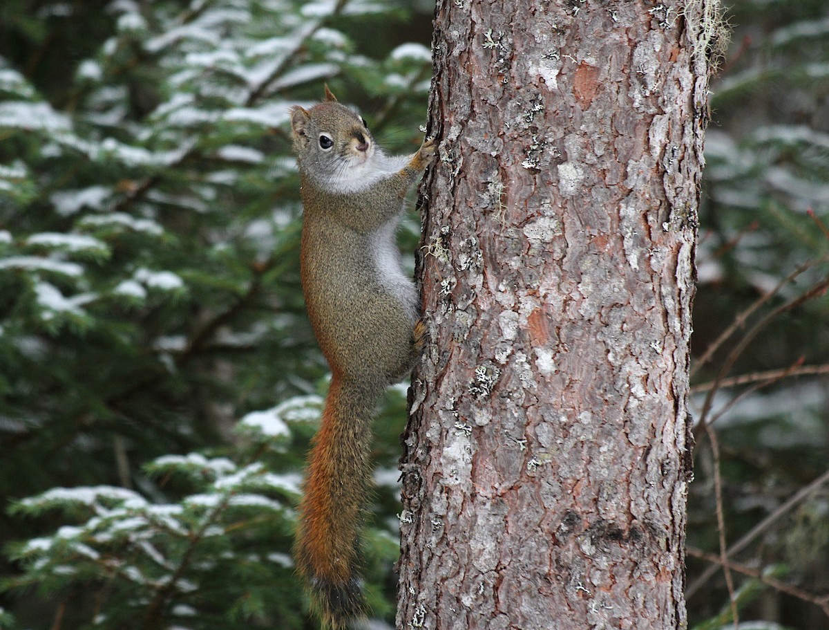 Mammals - ML645814817