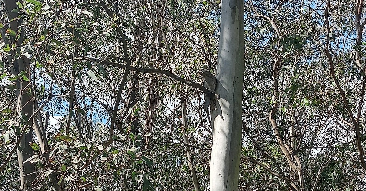 Tawny Frogmouth - ML645814818