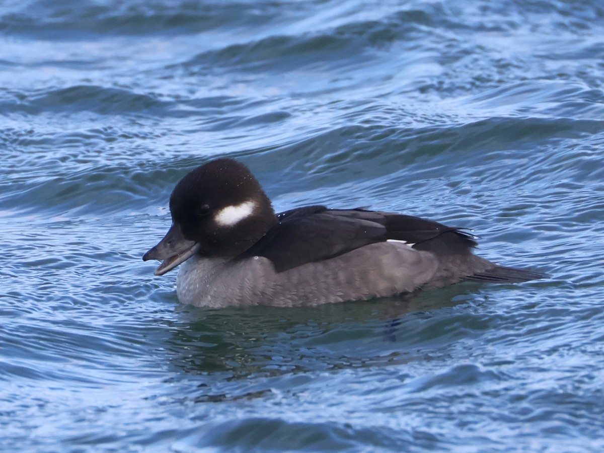 Bufflehead - ML645814819