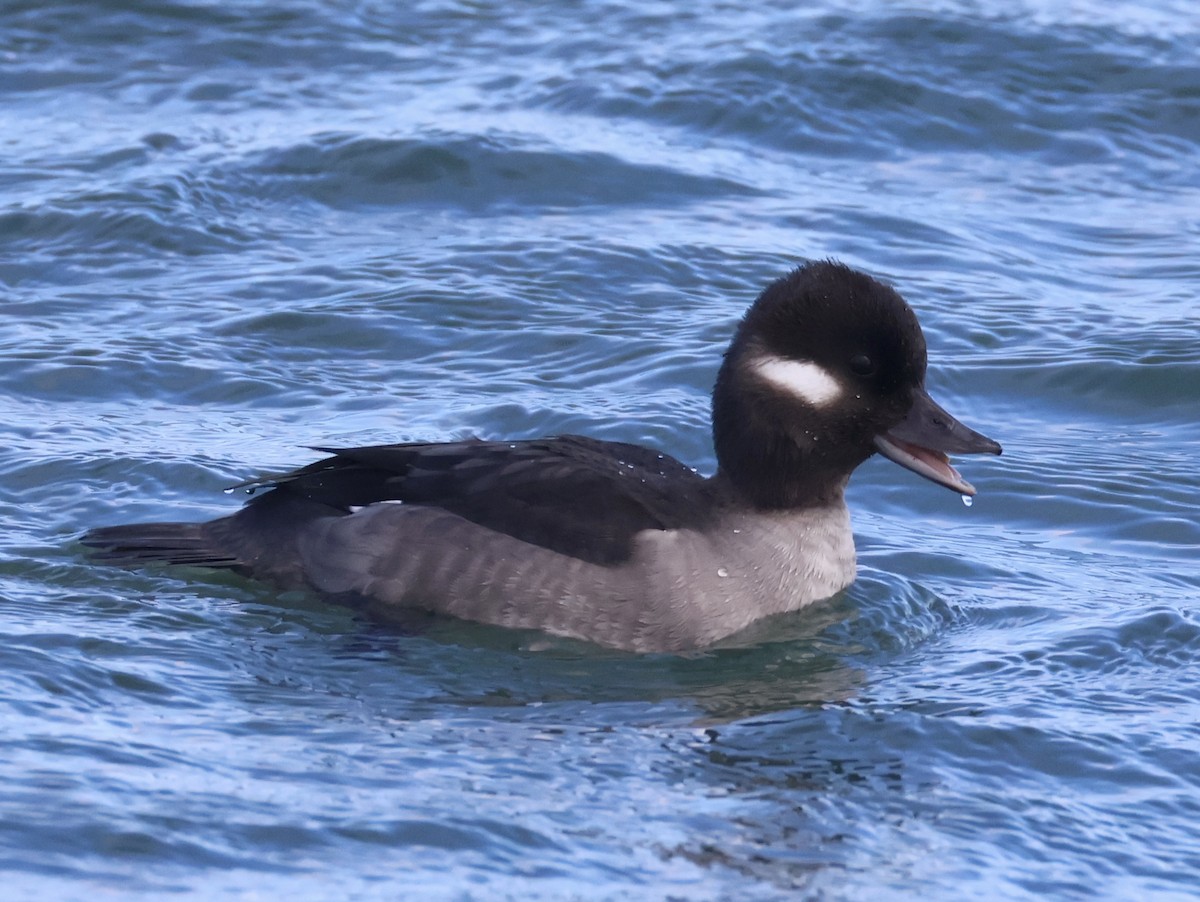 Bufflehead - ML645814820