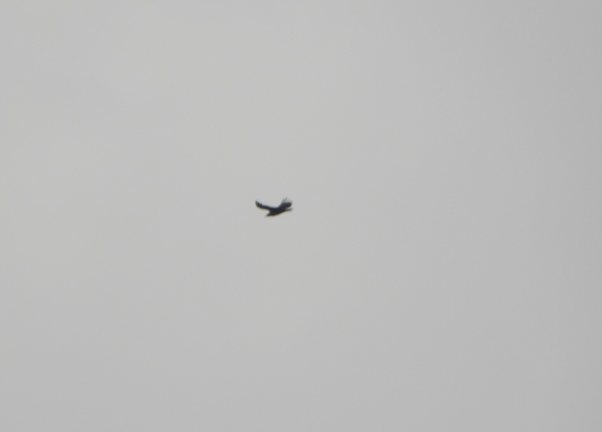 Чёрная катарта - ML645814824