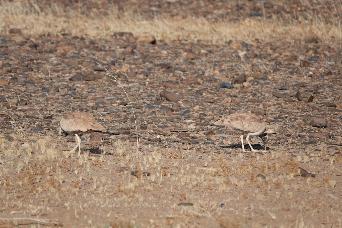 Rüppell's Bustard - ML645814825