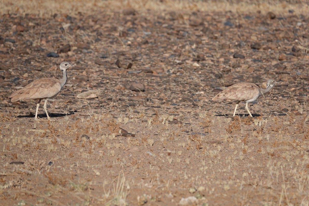 Rüppell's Bustard - ML645814826