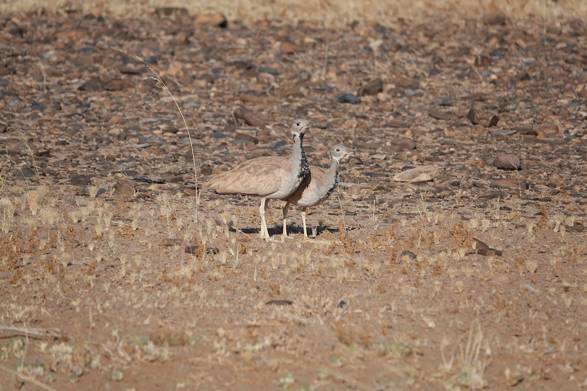 Rüppell's Bustard - ML645814827