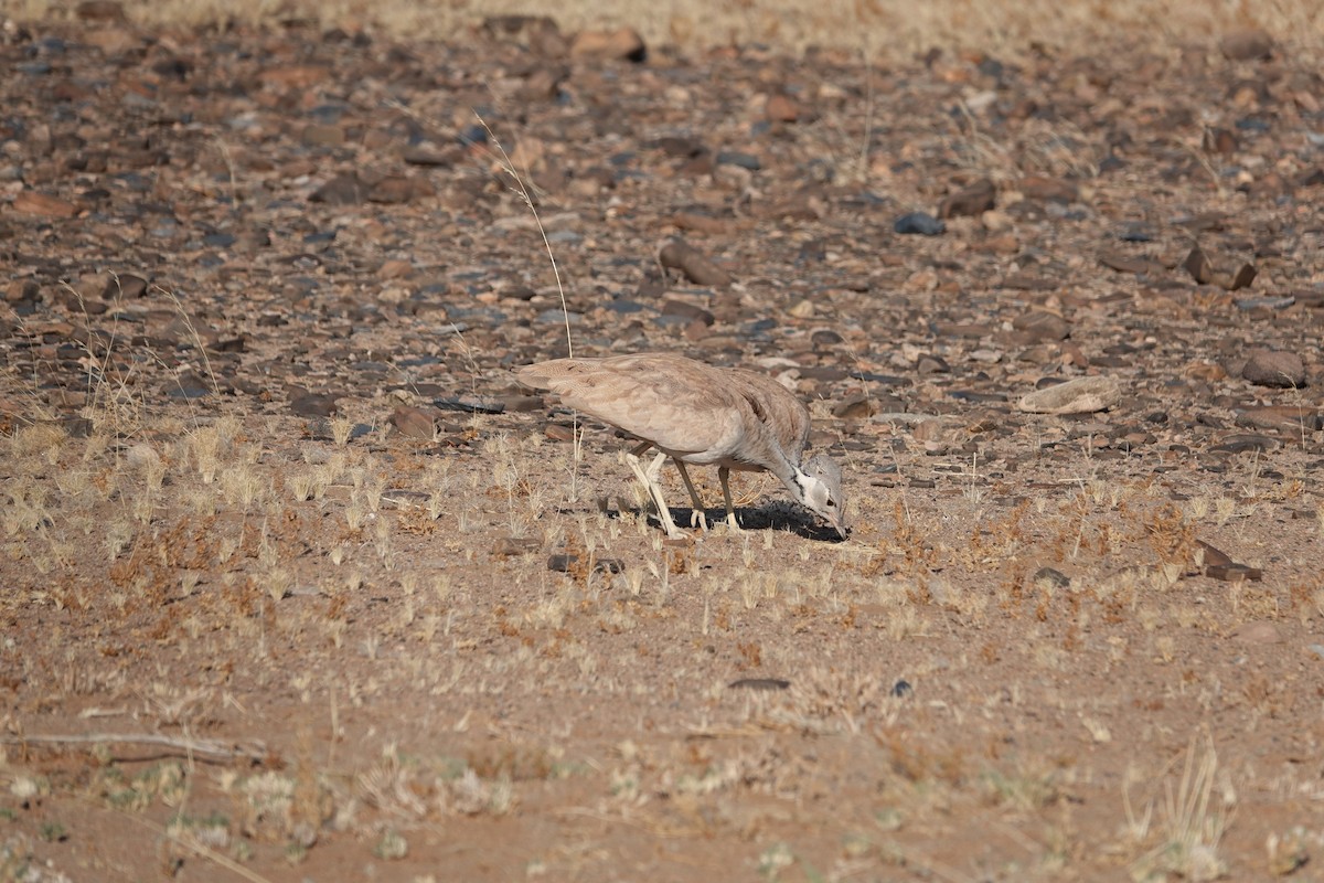 Rüppell's Bustard - ML645814828