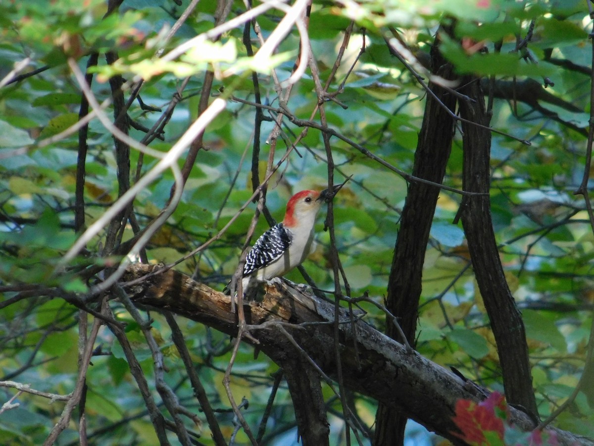 Red-bellied Woodpecker - ML645814829