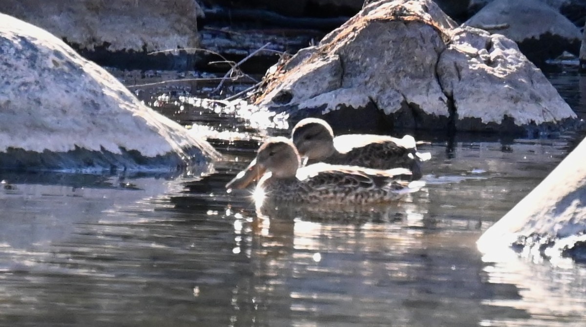 Northern Shoveler - ML645814830