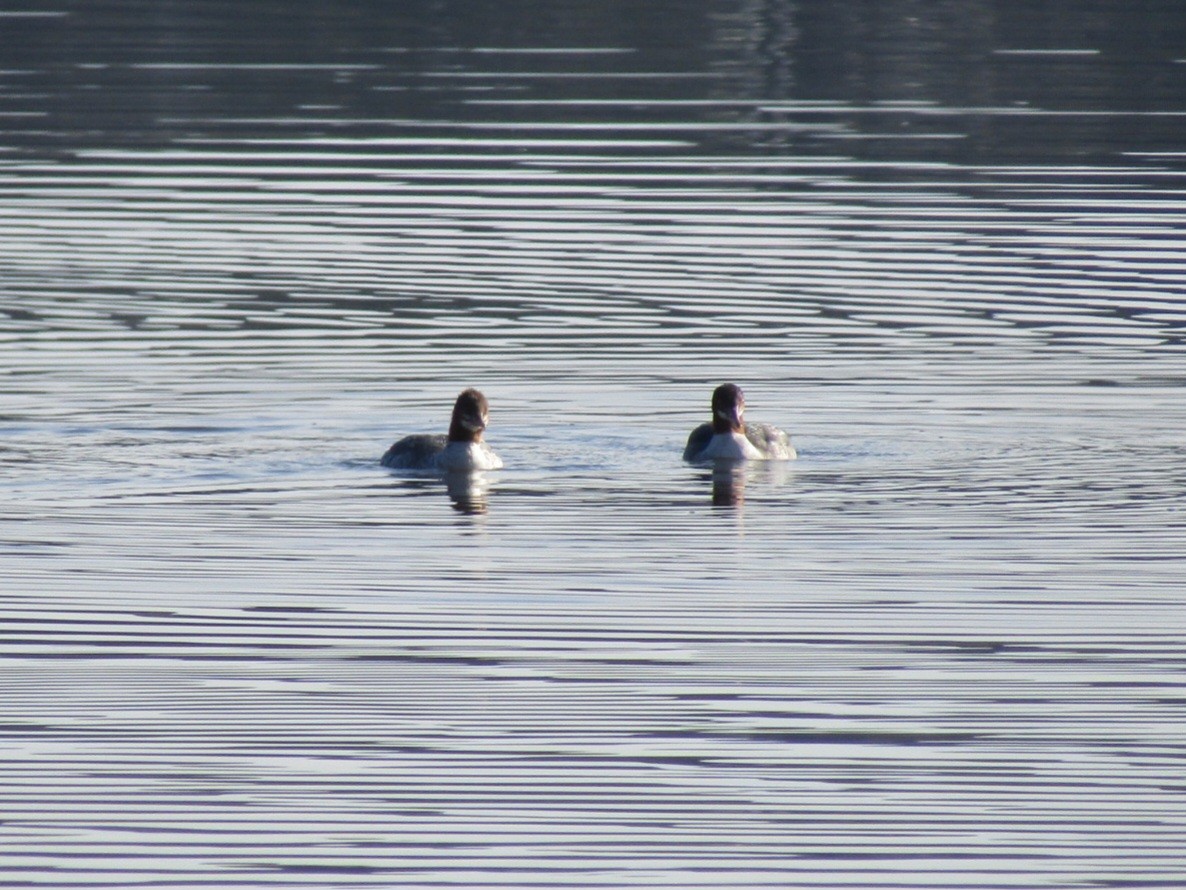 Common Merganser - ML645814833