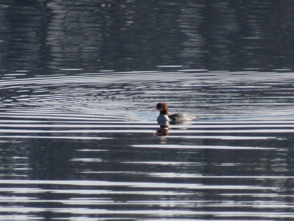 Common Merganser - ML645814834