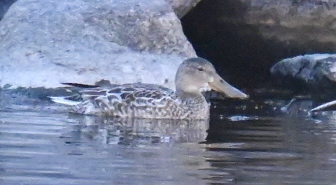 Northern Shoveler - ML645814836