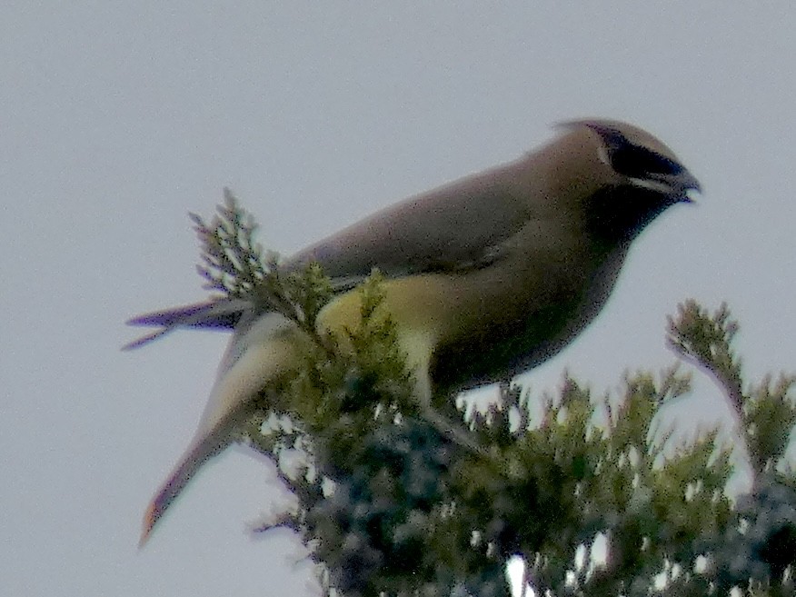 ヒメレンジャク - ML645814840