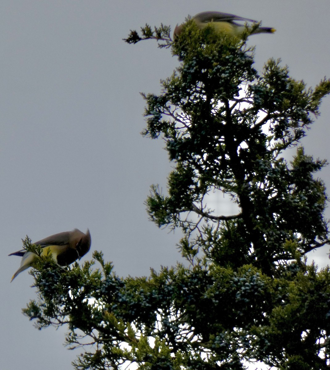 ヒメレンジャク - ML645814841