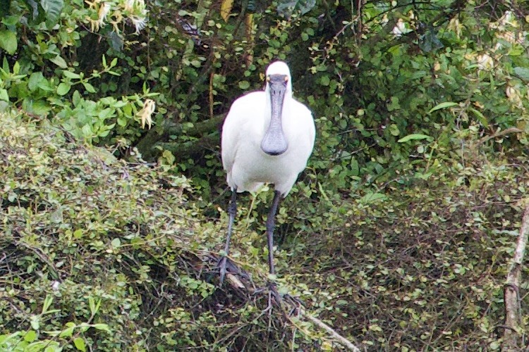 Royal Spoonbill - ML645814842