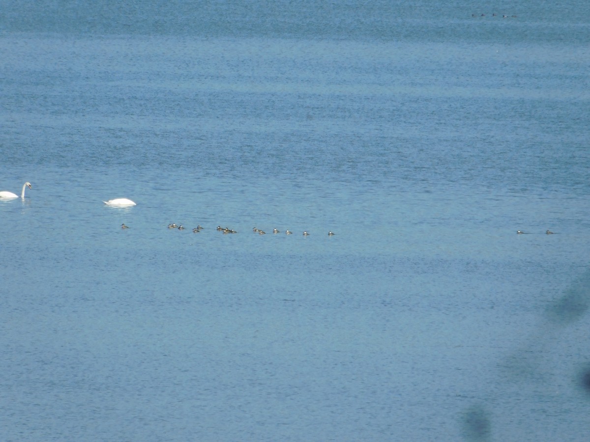 Ruddy Duck - ML645814847