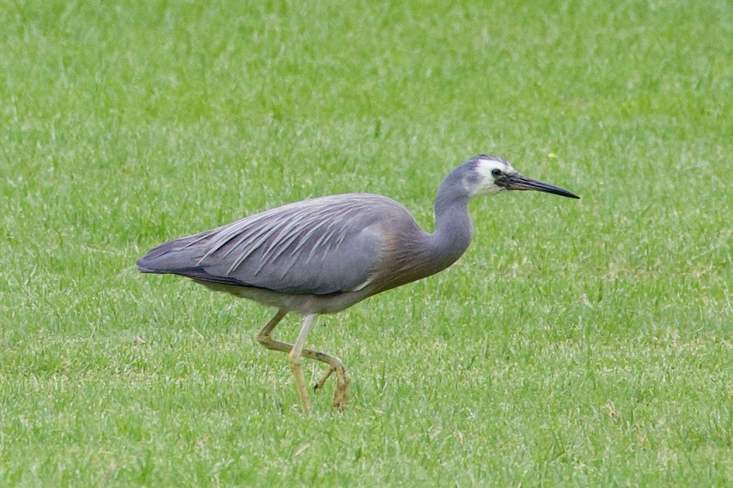 White-faced Heron - ML645814851