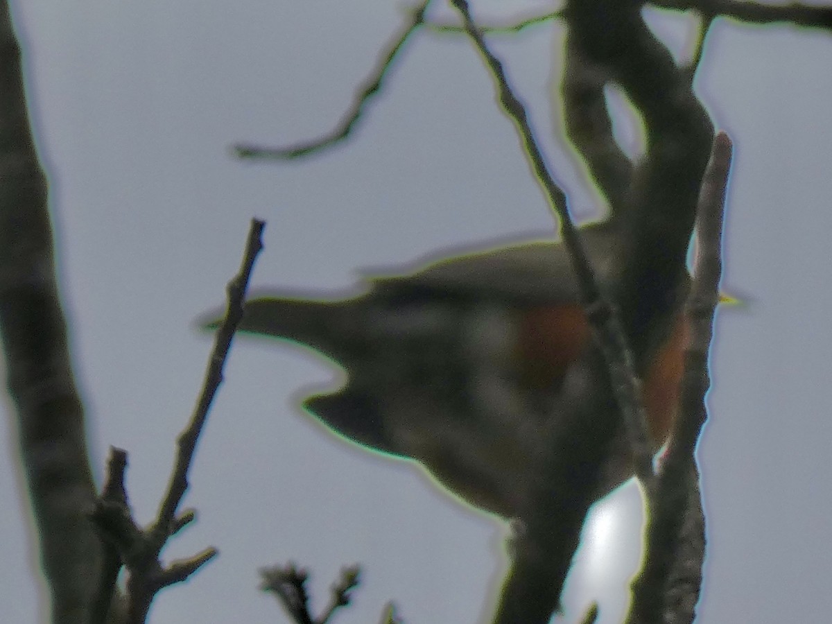 コマツグミ - ML645814852