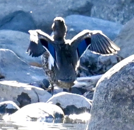 Green-winged Teal - ML645814853