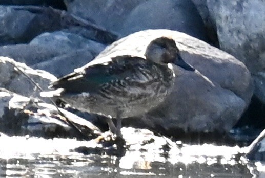 Green-winged Teal - ML645814857