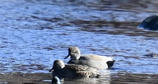 Gadwall - ML645814863