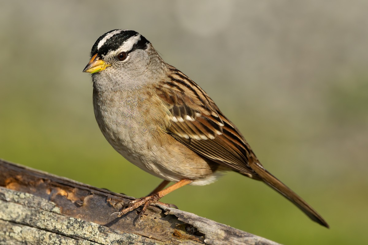 White-crowned Sparrow - ML645814864