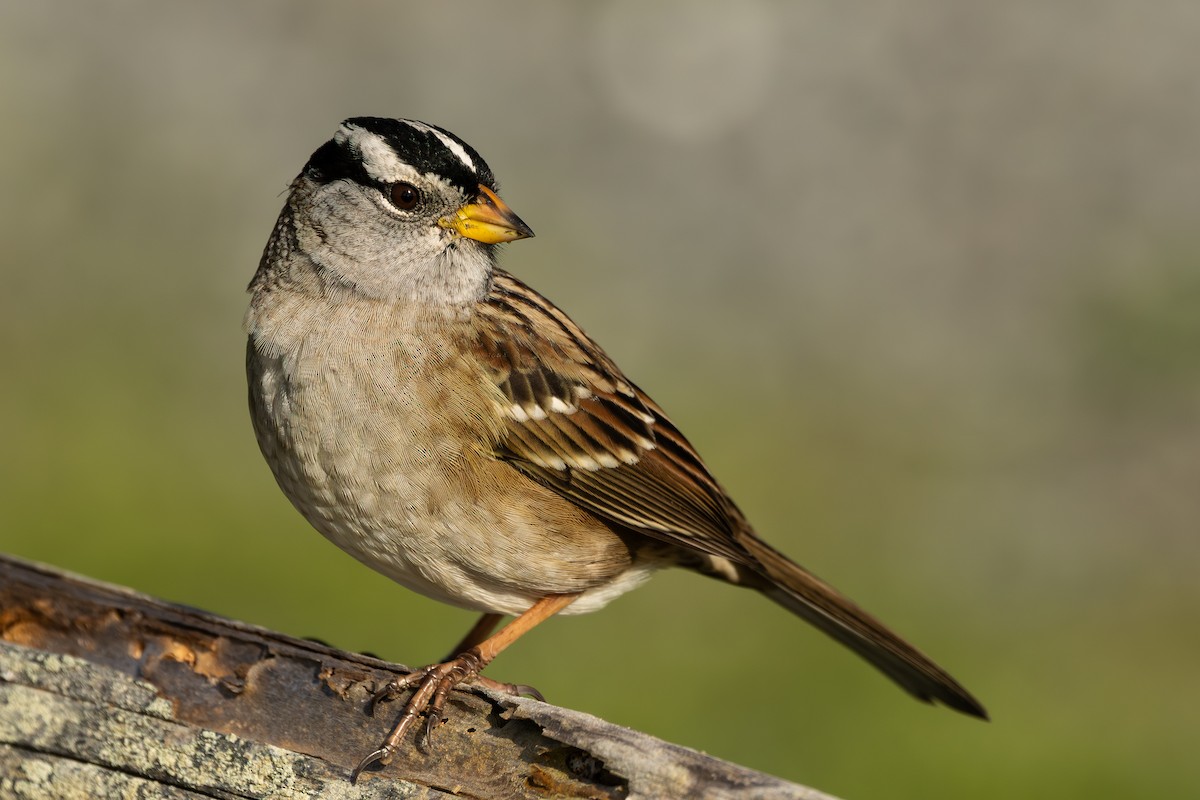 White-crowned Sparrow - ML645814865