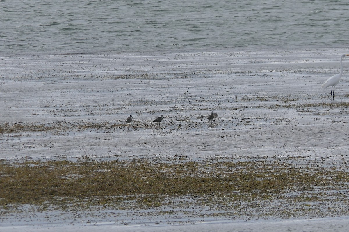 Greater Yellowlegs - ML645814866