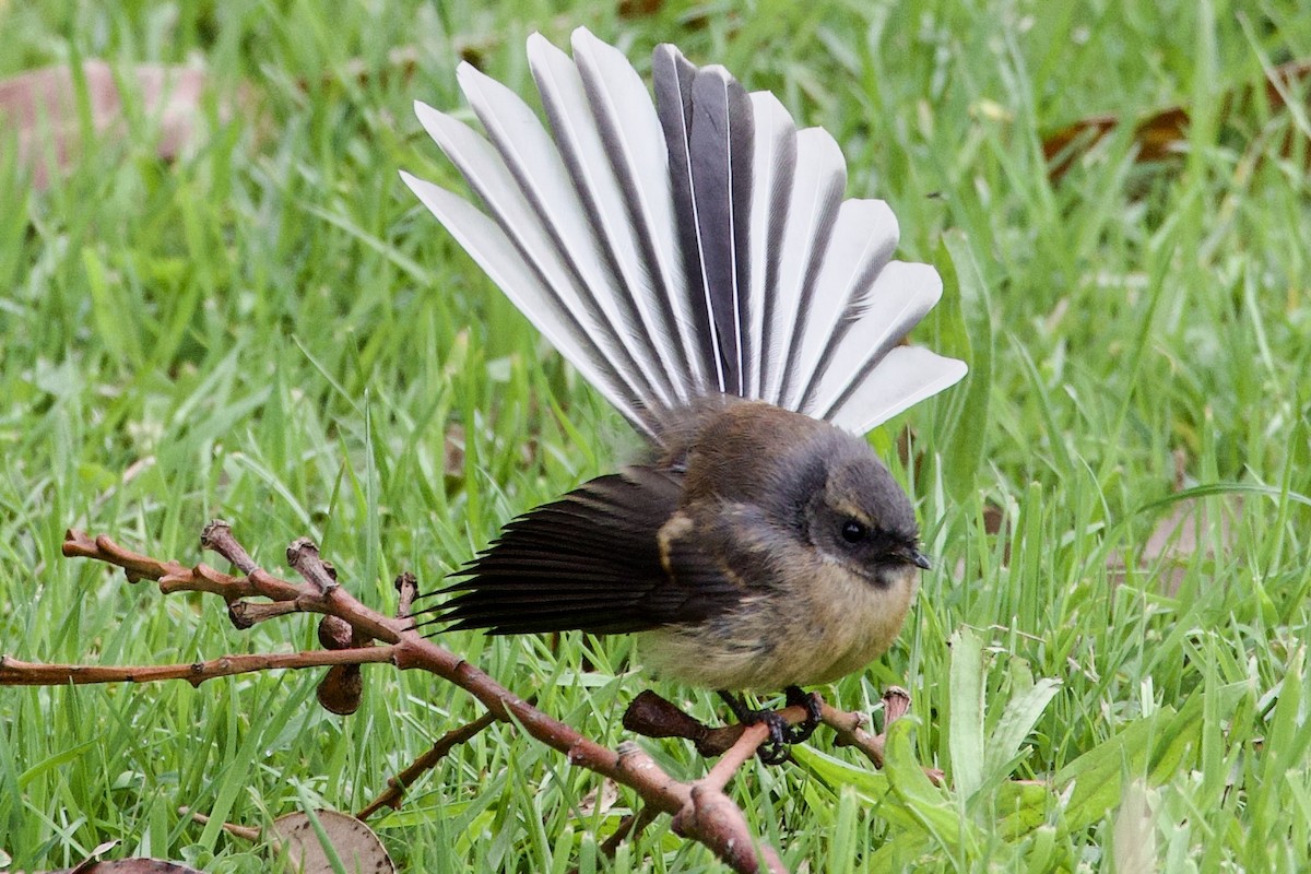 New Zealand Fantail - ML645814867