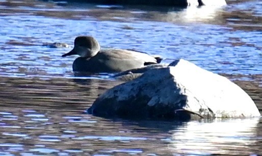 Gadwall - ML645814868