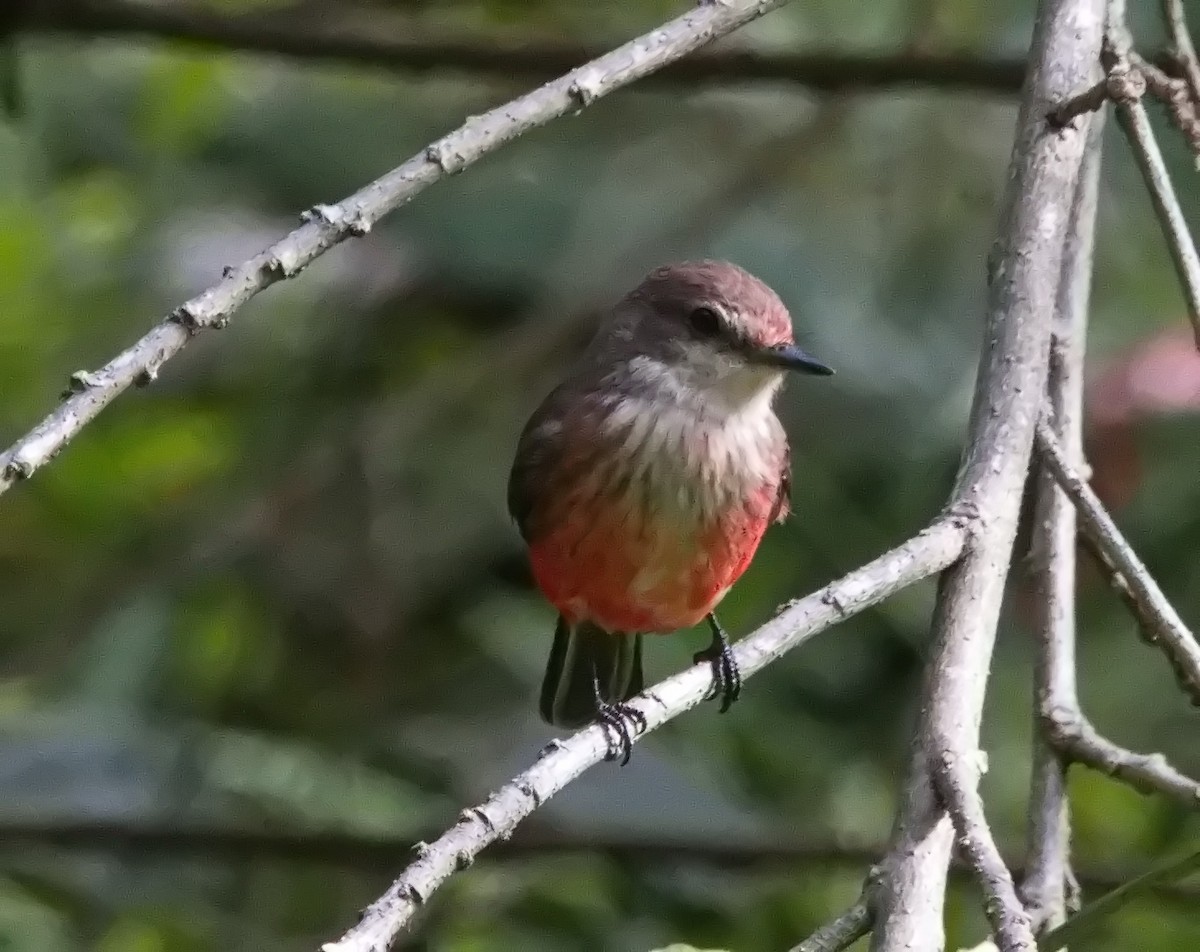 Vermilion Flycatcher - ML645814869